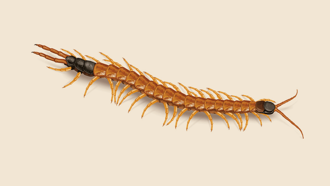 Giant Desert Centipede Illustration