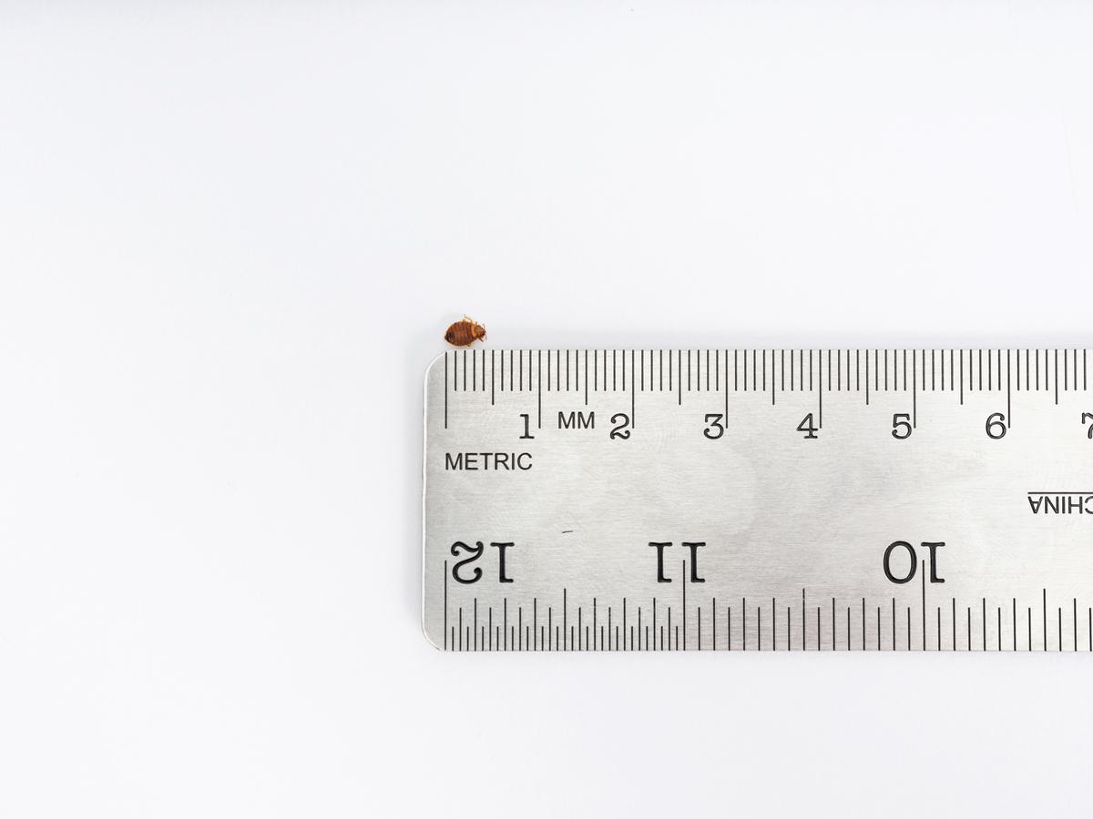 Bed Bug compared to ruler.