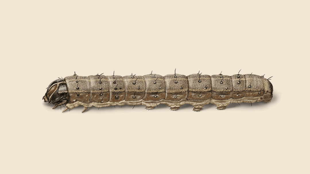 Armyworm Illustration