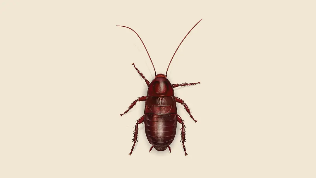 Florida Woods Cockroach Illustration.