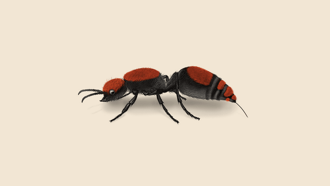 Cow killer ant illustration