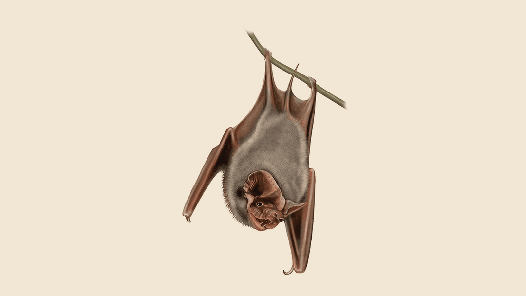Bat Illustration
