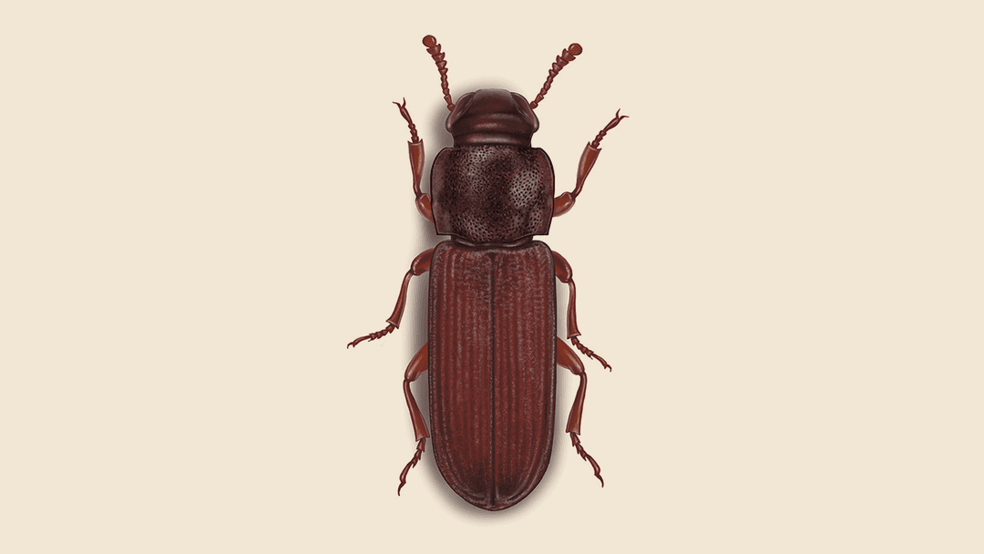 Flour beetle illustration