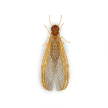 Types of Drywood Termites | Drywood Termite Treatment