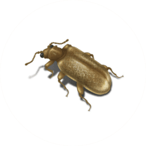 Plaster Beetles