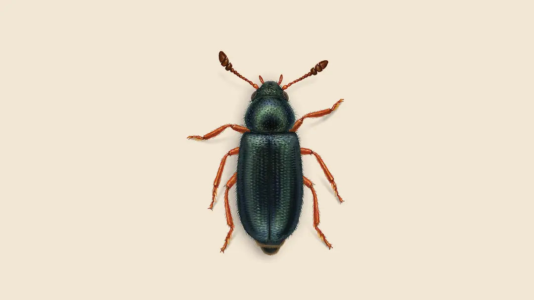 Redlegged Ham Beetle Illustration