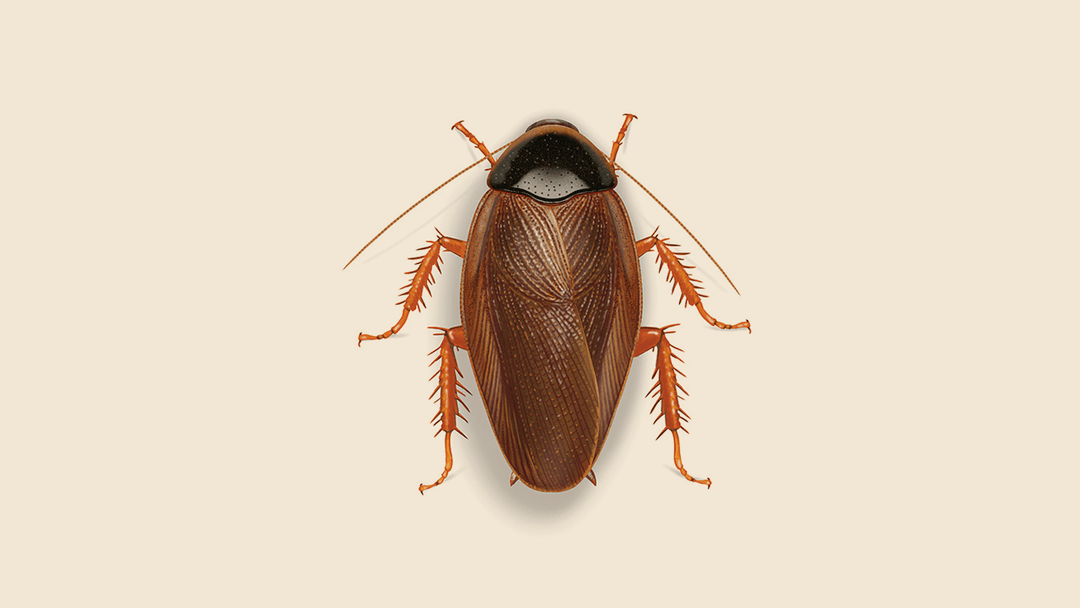 Surinam Cockroach Illustration.