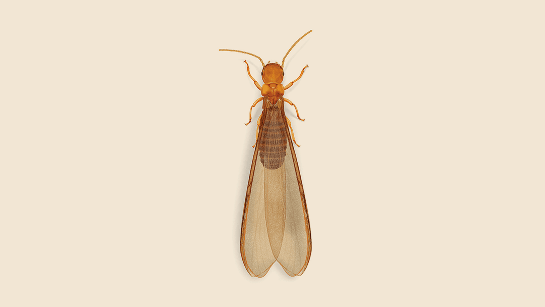 Desert Drywood Termite Illustration