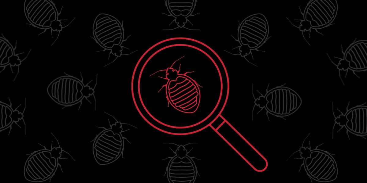 Bed Bug Under Magnifying Glass Illustration
