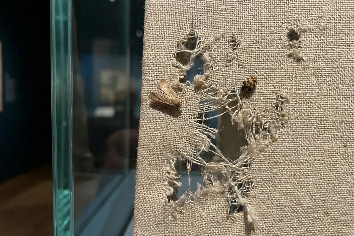 Close-up view of a damaged fabric exhibit in a museum display case showing a large torn hole surrounded by thread frays, with a webbing clothes moth resting on the left and a carpet beetle on the right.