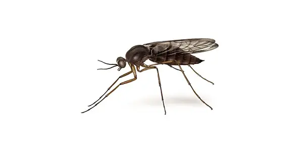 fungus gnat Illustration
