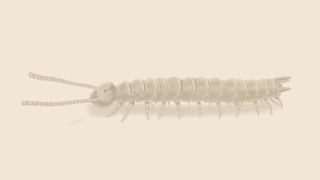 Clear-Colored Centipede Illustration