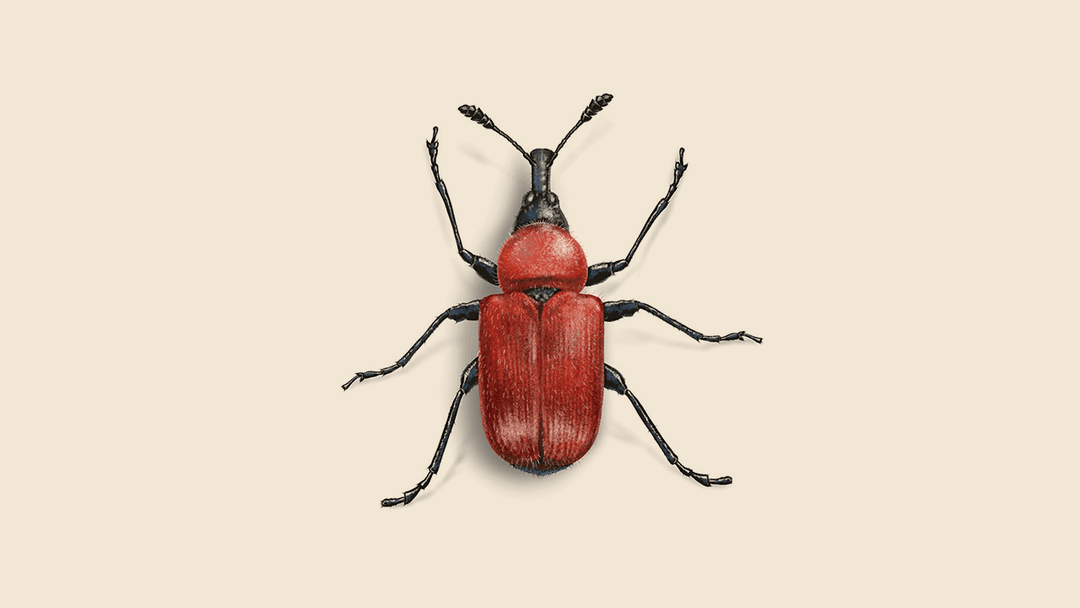 Rose Weevil Illustration