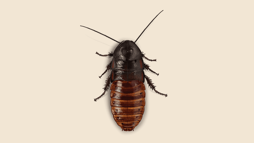 Madagascar hissing cockroach illustration