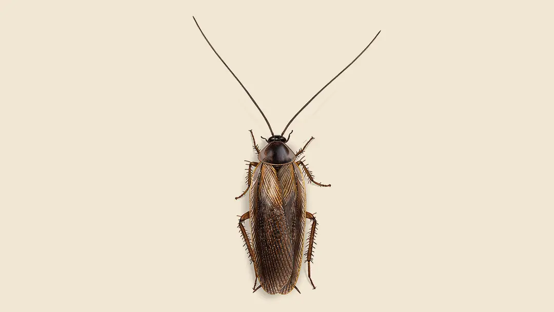 Pennsylvania Wood Cockroach Illustration