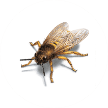 Facts About Bees | Bee Habits and Behaviors 