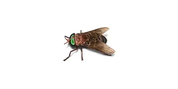 Horse fly Illustration