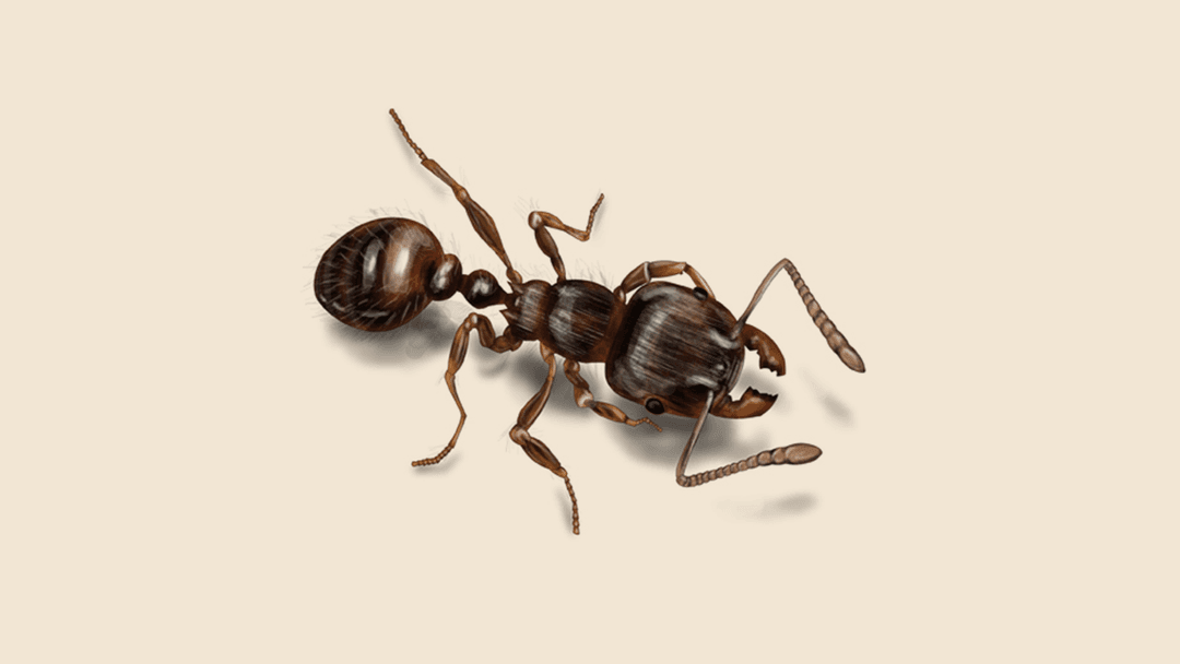 Pavement ant illustration