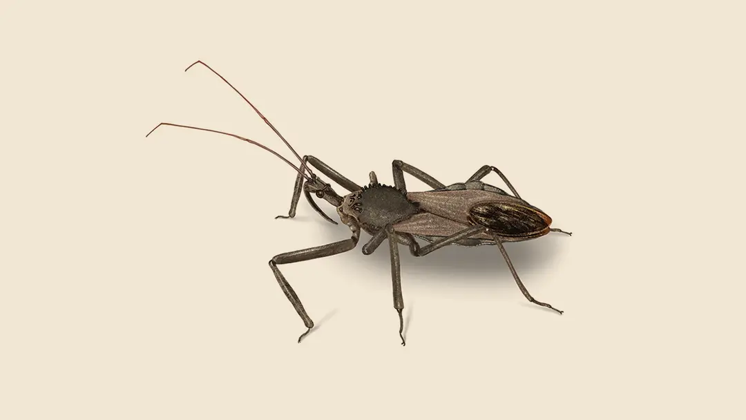 Assassin Bug Illustration