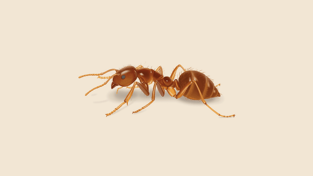 Crazy ant illustration