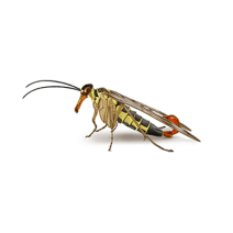 Scorpion Flies Exterminator - How To Identify & Get Rid Of Scorpion Flies