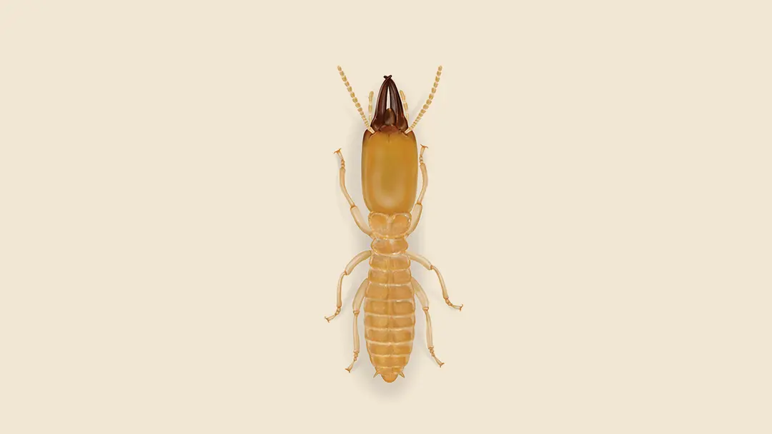 Dark Southeastern Subterranean Termite Illustration