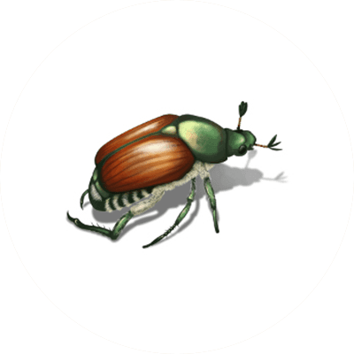 Japanese beetle illustration