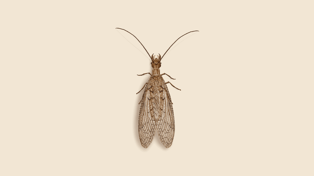 Dobsonfly illustration