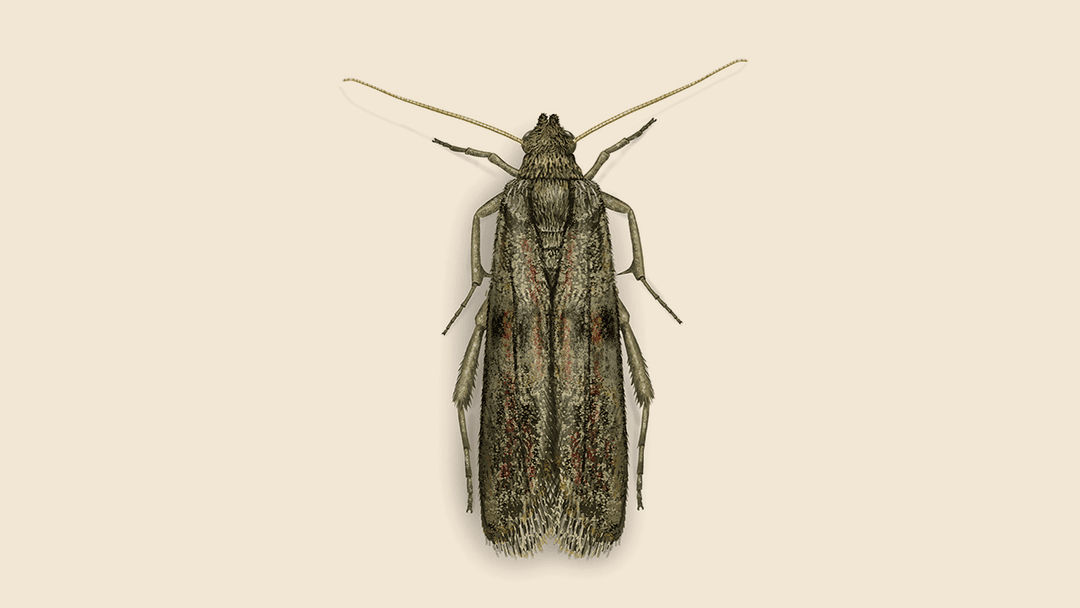 Almond Moth Illustration
