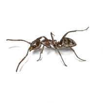 How to Identify Argentine Ants | Ant Facts | Orkin