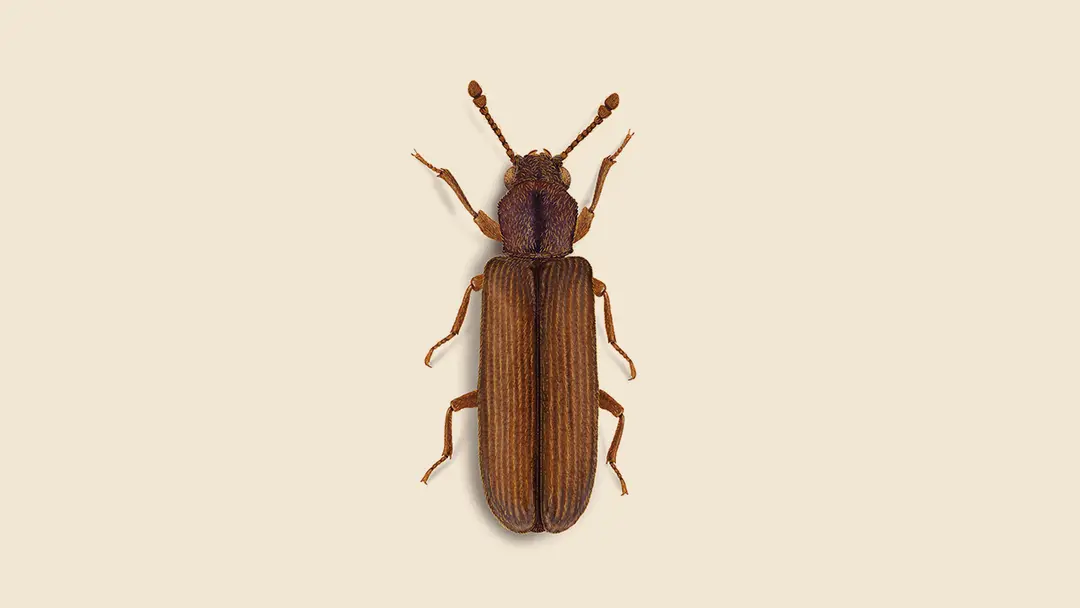 Powderpost Beetle Illustration