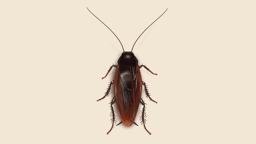 Smokybrown cockroach illustration