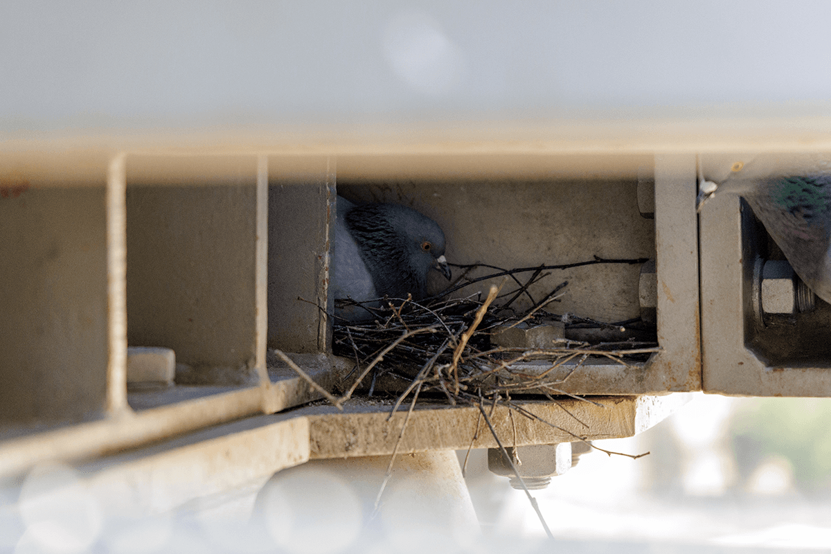 A pigeon sitting in a stick nest tucked inside the steel beam framework of a building structure.