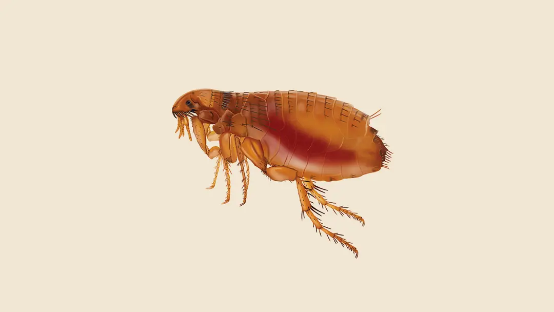 Dog flea illustration