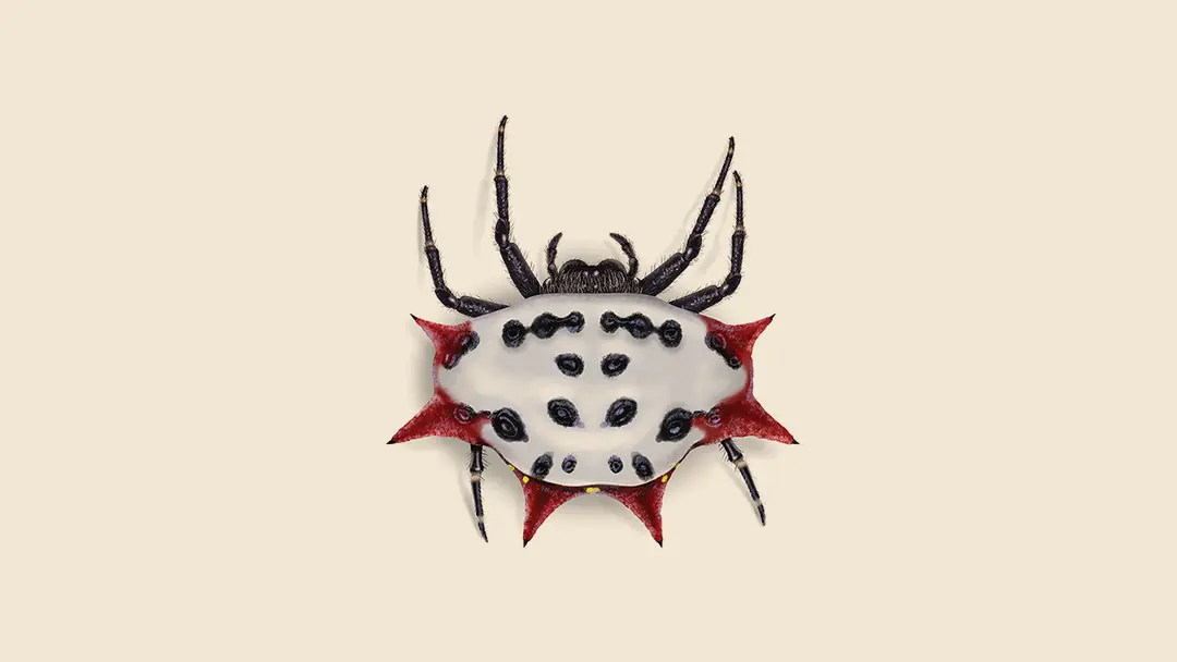 Spinybacked Orb Weaver Spider Illustration