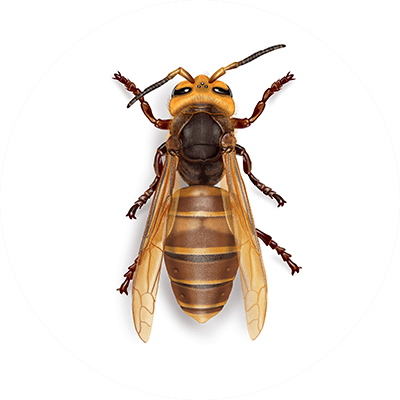 Giant hornet illustration