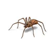 What do Brown Recluse Spiders Look Like | Get Rid of Spiders | Orkin