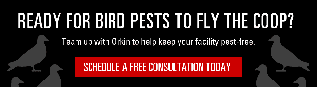 Commercial Bird Control services banner image. Schedule a free consultation today.