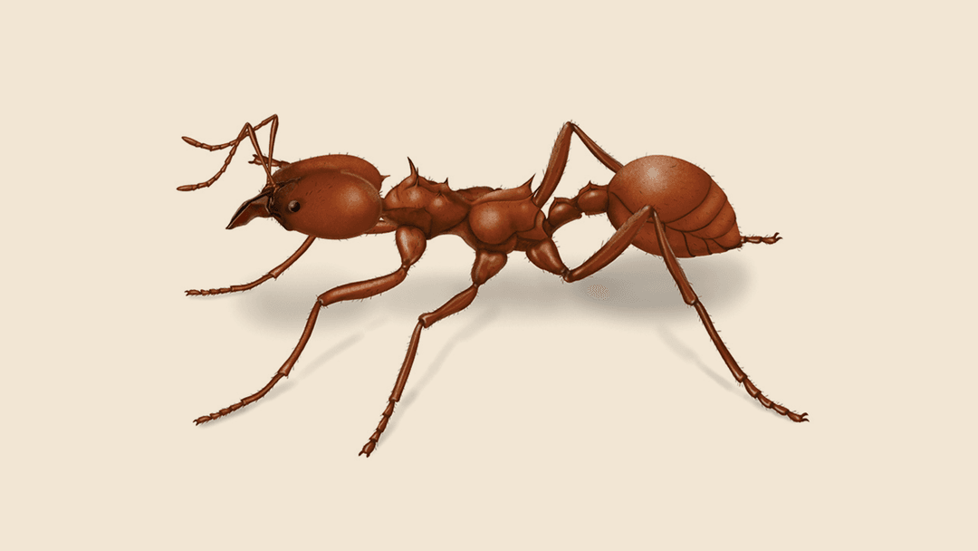 Leafcutter ant illustration
