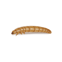 Yellow Mealworms Exterminator - How To Identify & Get Rid Of Yellow Mealworms