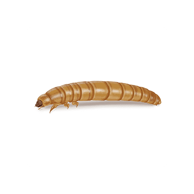 Yellow mealworm illustration