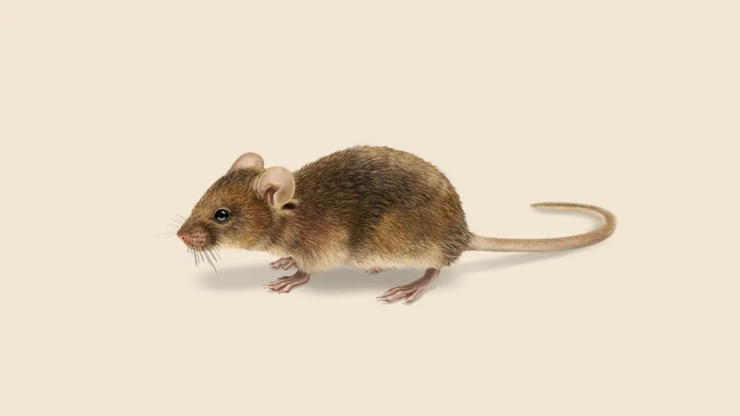 Brown House Mouse Illustration.