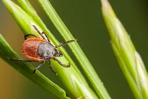 close up of a tick