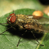Cluster Fly Image