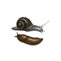 Snails Slugs Exterminator - How To Identify & Get Rid Of Snails Slugs