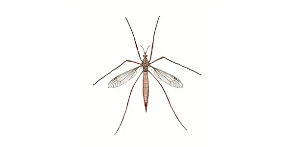 Crane fly Illustration