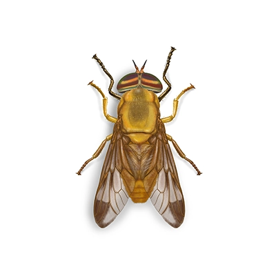 Yellow Fly Illustration