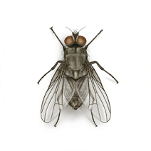 How to Get Rid of Cattle Horn Flies | Cattle Pests 