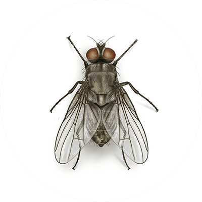 Horn fly illustration