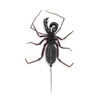 Whip Scorpion illustration